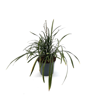 Liriope muscari 'Big Blue' F00008990