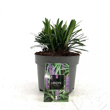 Liriope muscari 'Moneymaker' F00009141