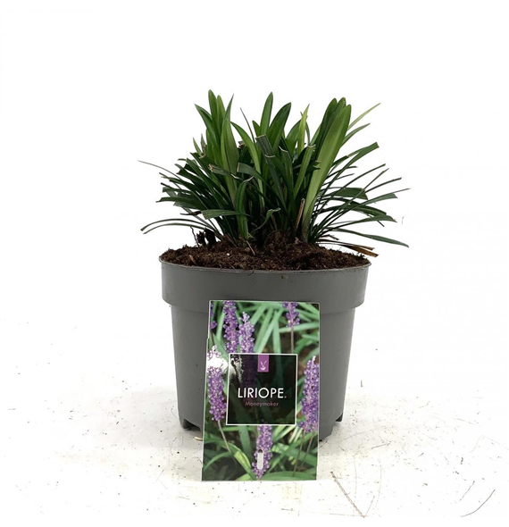 Liriope muscari 'Moneymaker' F00009141