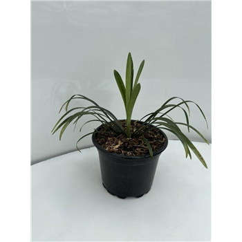 Liriope muscari 'Monroe White' F00008989