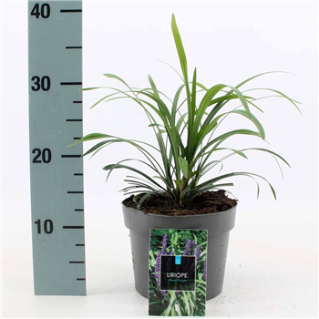 Liriope muscari 'Royal Purple' F00009529
