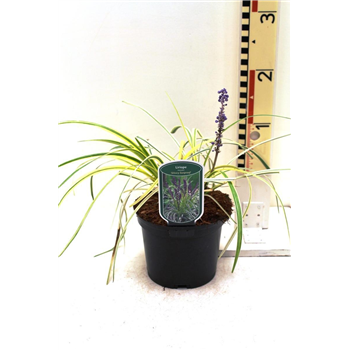 Liriope spicata 'Silvery Sunproof' F00008988