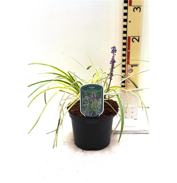Liriope spicata 'Silvery Sunproof' F00008988