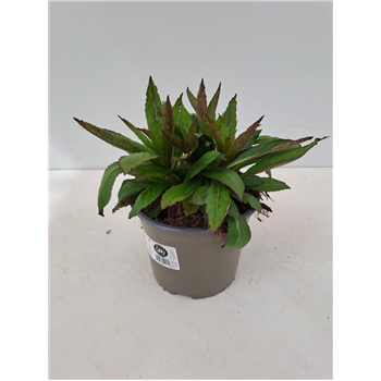 Lobelia speciosa 'Fan Scarlet' F00009541