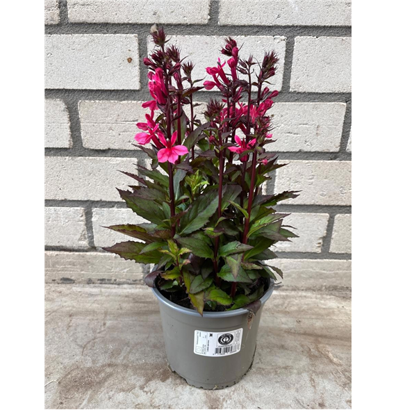 Lobelia speciosa 'Starship Rose' F00009540