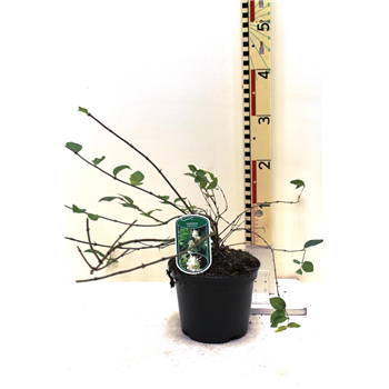 Lonicera fragrantissima F00008996