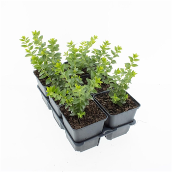 Lonicera struik nitida 'Maigrün' F00009215