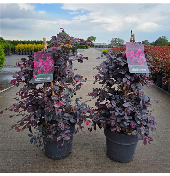 Loropetalum chinense 'Rouge de la Majorie' F00008667