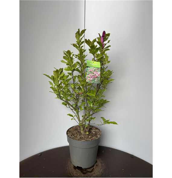 Magnolia liliiflora 'Susan' F00009340