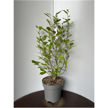 Magnolia soulangeana F00009288
