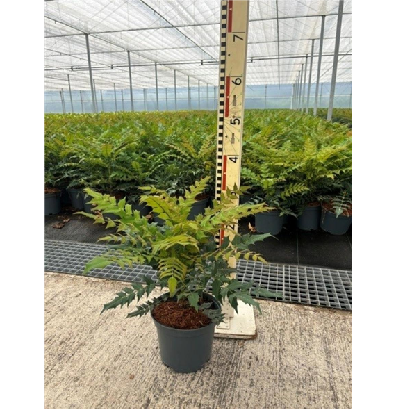 Mahonia eurybracteata 'Sweet Winter' F00009095