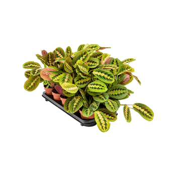 Maranta leuconeura 'Fascinator' 10/tray 4MAFABP12