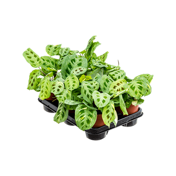 Maranta leuconeura 'Fiesta' 6/tray 4MALFBP35