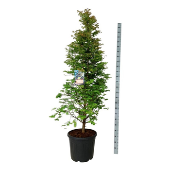 Metasequoia glyptostroboides 'DawTawny Fleece' F00009458