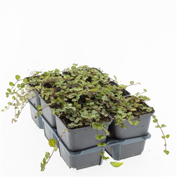 Mitchella repens F00009216