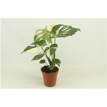 Monstera 'Thai constellation' F00000376
