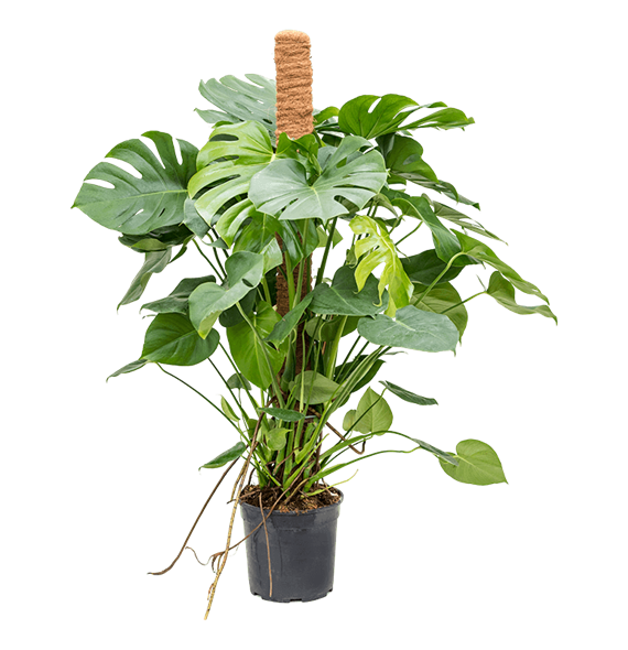 Monstera deliciosa 4MODEMK34