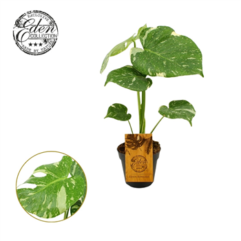 Monstera deliciosa 'Thai Constellation' F00009418