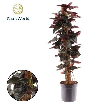 Syngonium erythrophyllum Red Nasadow Mosstok 100 cm 2 pp 100cm 20cm Q5148