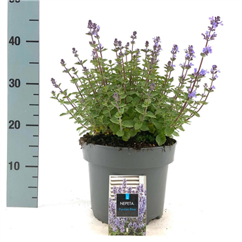 Nepeta faassenii 'Purrsian Blue' F00009111