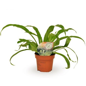 Asplenium antiquum 30cm 12cm Q405