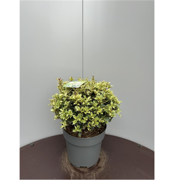 Osmanthus heterophyllus 'Goshiki' F00009315