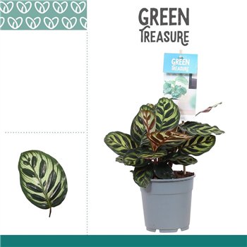 Kalateja makoyana 30cm 12cm Q1960