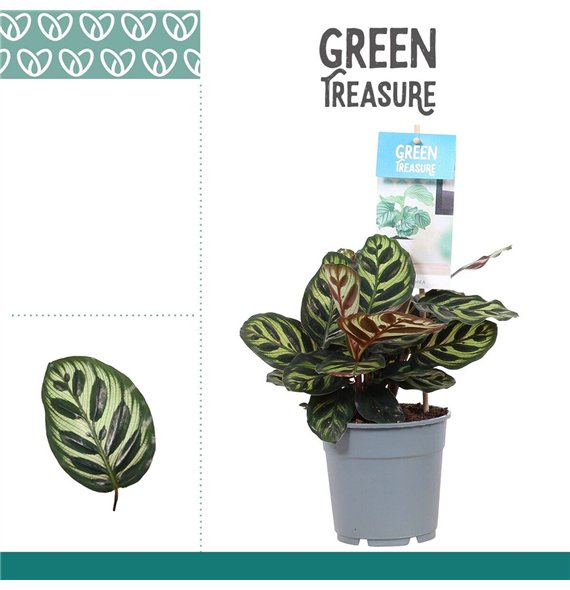 Kalateja makoyana 30cm 12cm Q1960