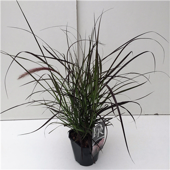 Pennisetum advena 'Rubrum' F00005341