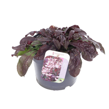 Penstemon 'Dakota Burgundy' F00005571