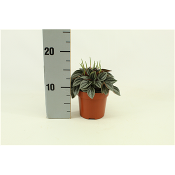 Peperomia Napoli Nights F00000924