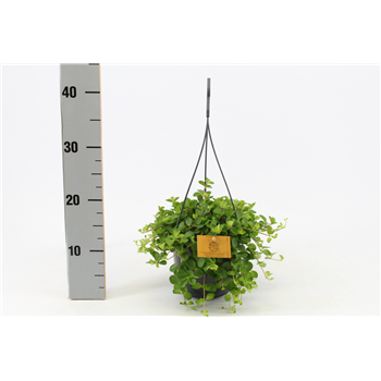 Peperomia Rotundifolia F00000916