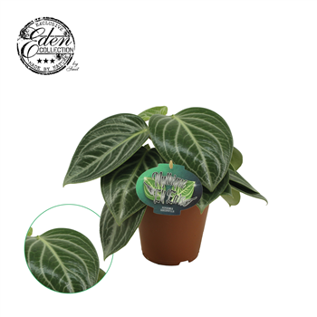 Peperomia Sarcophylla F00001258