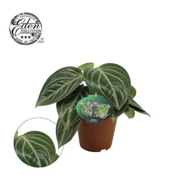 Peperomia Sarcophylla F00001258