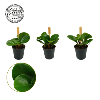 Peperomia obtusifolia 'Green Gold' F00009421
