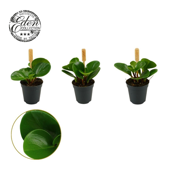 Peperomia obtusifolia 'Green Gold' F00009421