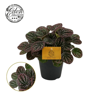 Peperomia obtusifolia 'Lucinda' F00009420