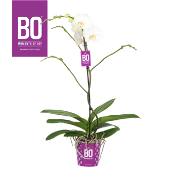 Orhideja Phalaenopsis 'King' F00004112