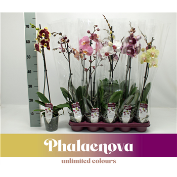Orhideja Phalaenopsis mix F00000074
