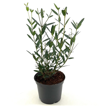 Phillyrea angustifolia F00008985