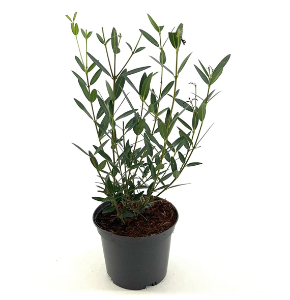 Phillyrea angustifolia F00008985