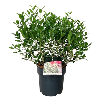 Phillyrea angustifolia 'Green Line' F00009457