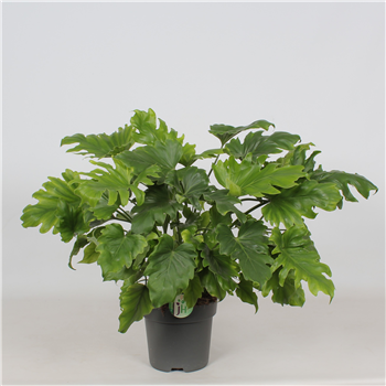 Philodendron bipinnatifidum 'Little Hope' F00001223