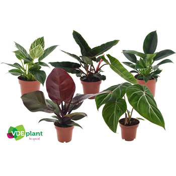 Philodendron mix F00001613