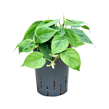 Philodendron scandens 1PHSCHA16