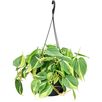 Philodendron scandens 'Brasil' (50-60) 4PHGBHA11