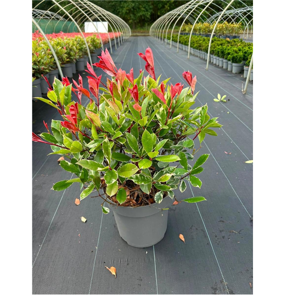 Fotinija fraseri 'Pink Marble' F00009337