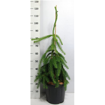 Picea abies 'Inversa' F00009053
