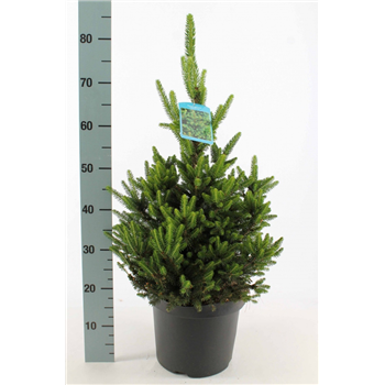 Picea abies 'Will's Zwerg' F00009327