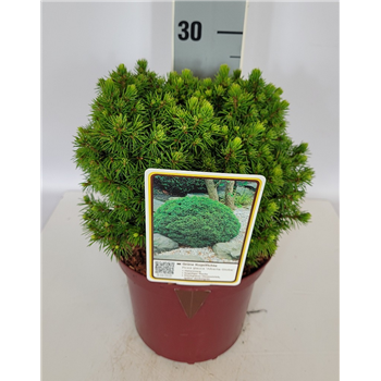 Picea glauca 'Alberta Globe' F00009584